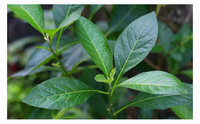 Rượu công sa đẻn Lào 4