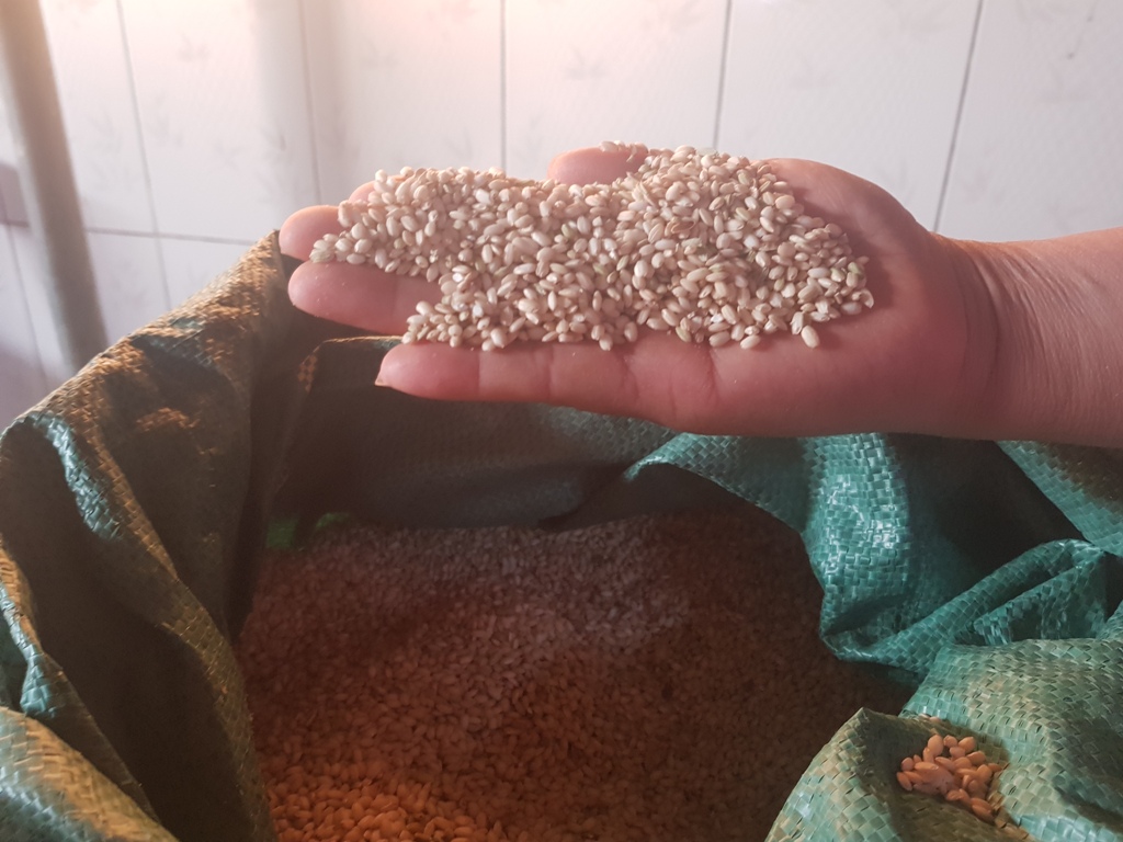 Nếp cái hoa vàng: Nếp cái hoa vàng: