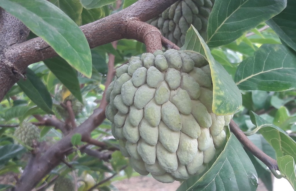 Vài nét về na bở Chi Lăng, Thủy Nguyên, Hà Giang Vài nét về na bở Chi Lăng, Thủy Nguyên, Hà Giang