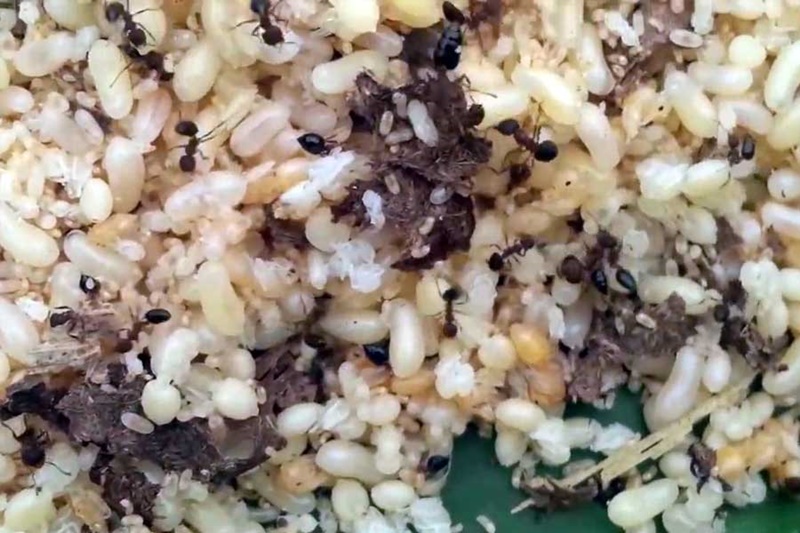 Trứng kiến tươi 650k/1kg Trứng kiến tươi 650k/1kg