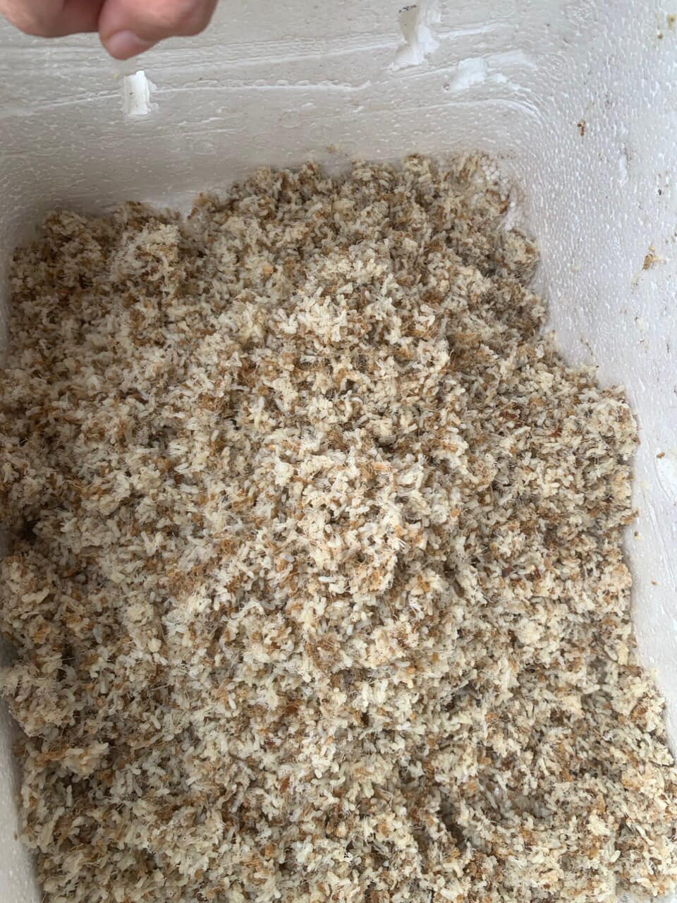 Trứng kiến tươi có ăn được không? Trứng kiến tươi có ăn được không?