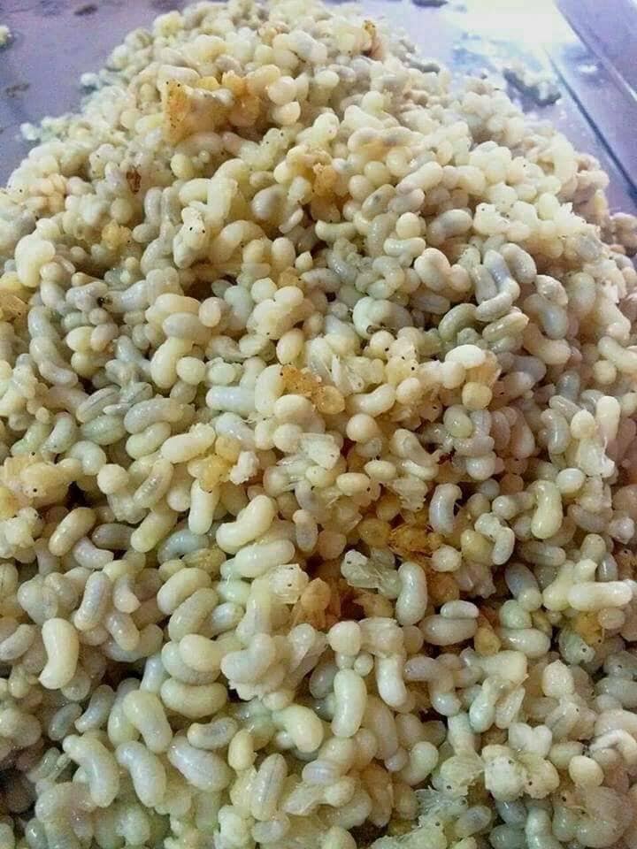 Giới thiệu sản phẩm trứng kiến tươi Giới thiệu sản phẩm trứng kiến tươi